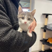 PUNCH, chat à adopter