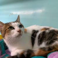 Canelle, chatte à adopter