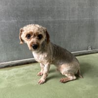 ULYSSE, chien à adopter