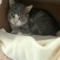 Yume [FIV+], chat à adopter