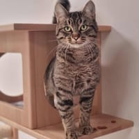 THALES, chat à adopter