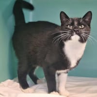 ZVEN, chat à adopter