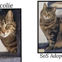 ANCOLIE (Réservée), chatte à adopter