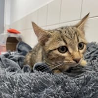 SPRITZ, chatte à adopter