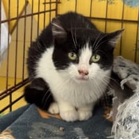 Moonlight, chatte à adopter