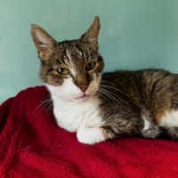 Galinou, chat à adopter