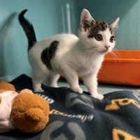 Pearl, chat à adopter