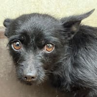 Hai, chienne à adopter