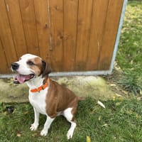 CHARO, chien à adopter