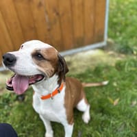 CHARO, chien à adopter