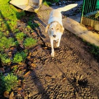 JENNY QCN, chienne à adopter