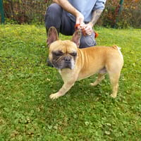 SIMBA, chien à adopter