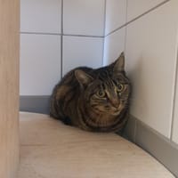 AZERTY, chatte à adopter