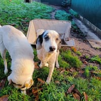 JANE QCN, chienne à adopter