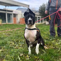 TAYNA OAA19886, chienne à adopter