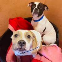LEIKA &amp; VENUS, chienne à adopter