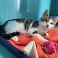 Alloween, chat à adopter