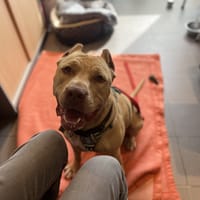 BALOU VAA, chien à adopter