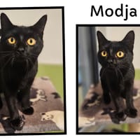 MODJA (Réservée), chatte à adopter