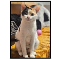 CAPUCINE (Réservée), chatte à adopter