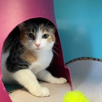 AMBRE, chatte à adopter