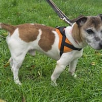 FILOU, chien à adopter