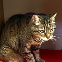 SANDY, chatte à adopter