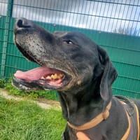 SUKLAA, chien à adopter