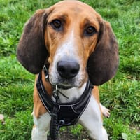 TROMPETTE, chien à adopter