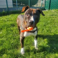 ROCKY, chien à adopter