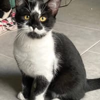 NYRA, chatte à adopter