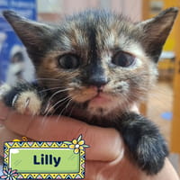 LILLY, gatto femmina da adottare