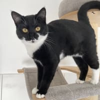 MANOLI, chatte à adopter
