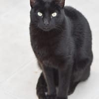 MORGAN, chat à adopter