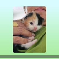 Isabelle, chatte à adopter