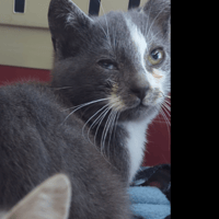 Aslann, chat à adopter