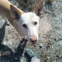 MARISOL, chienne à adopter