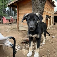 sparky, chien à adopter