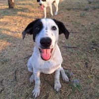 Harper, chien à adopter