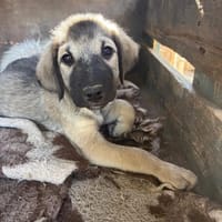 whiskey, chien à adopter