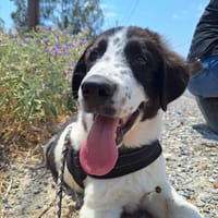 Lazlo, chien à adopter