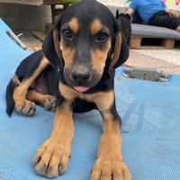 lalo, chien à adopter