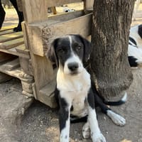 Tilly, chienne à adopter