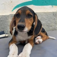 loui, chien à adopter