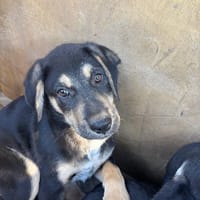 Benito, chien à adopter