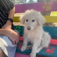 shiro, chien à adopter