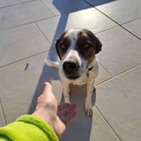 ROY, chien à adopter