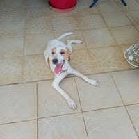 🐾 À L’ADOPTION – KARA, douceur et équilibre au rendez-vous ! 🐾, chienne à adopter