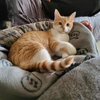 MAX, chat à adopter