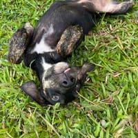 🐾 À L’ADOPTION – KOUFY, le petit bringé plein de malice et de tendresse ! 🐾, chien à adopter